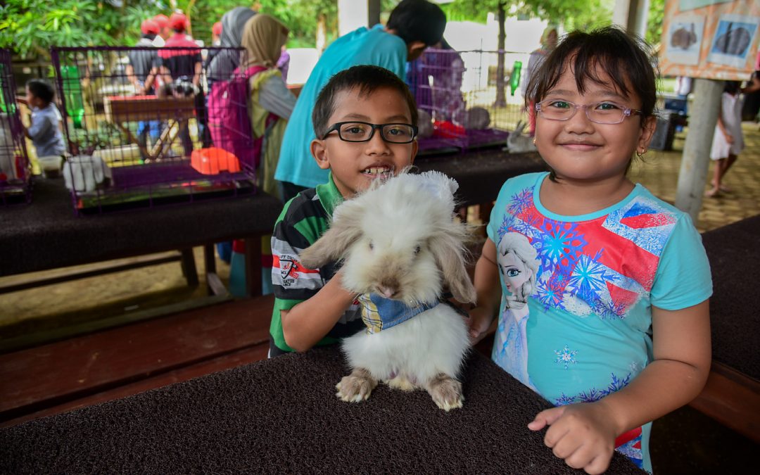 Belajar Kelinci di Bunny Friend Village